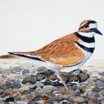 Killdeer with chicks