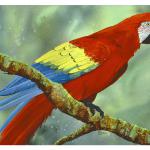 Red Parrot